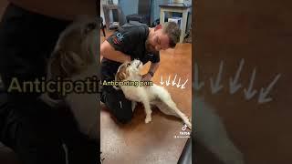 Dog Chiropractic Exposed #shorts