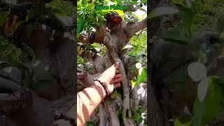 BERIBGIN PHILIPIN #bonsai #shortsvideo #bonsaificus