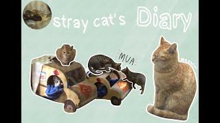  a 30- something vlog / stray cats' diary/ record of how I feed my cat's friend meat and cat food