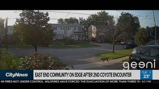 East end community on edge after 2nd coyote encounter