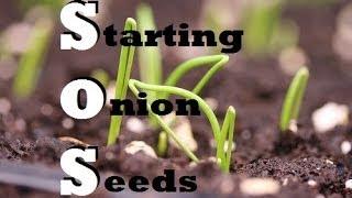 How to Start Onions Indoors - Growing from seed