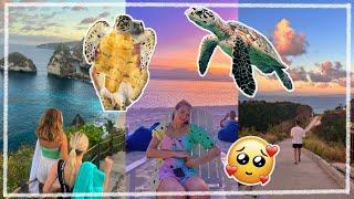 Schildkröten Freiwilligenprojekt auf BALI  A DREAM  Jackie Alice
