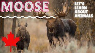 Moose - Learn about Animals - Educational Video for Kids - Animals in Canada -Canadian Moose English