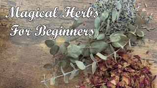 Magical Herbs For Beginners! Advice from a Hedge Witch!