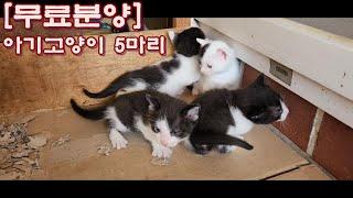 [무료분양] 아기고양이 5마리[Free Sales] 5 Kittens