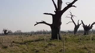 Mundon Trees, Essex, 2022