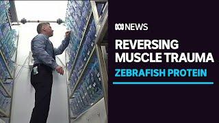 Zebrafish sparks breakthrough in reversing severe muscle trauma | ABC News