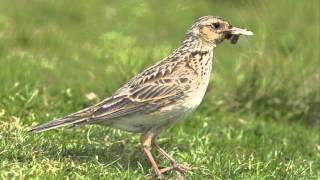 Cumbria Wildlife Trust - High Fell - Farmland Birds