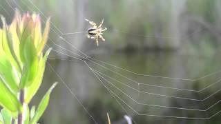 Orb Weaver Building Web