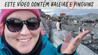 MAQUI NA ANTÁRTIDA PARTE 2: MUITAS BALEIAS, MUITOS PINGUINS! • Maqui Nóbrega