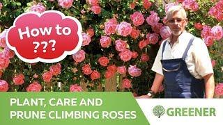 How to plant, care and prune climbing roses? - all about climbing roses