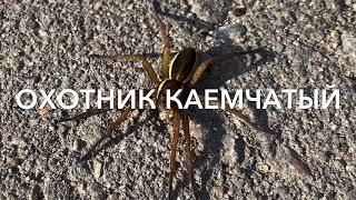 Охотник каемчатый