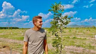 I Planted a Pecan Orchard