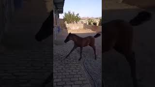 #funnyvideos #arabianhorse #cutehorse vaby #foryou #video #susanmedia