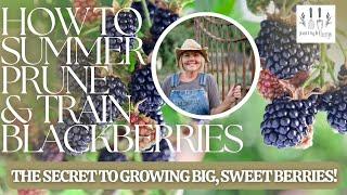 HOW TO SUMMER PRUNE & TRAIN BLACKBERRIES