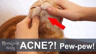  Part1: FELINE ACNE - blackheads on a cat's chin