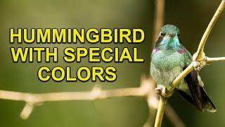 Hummingbird Spot has a Hummingbird Mascot