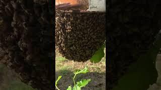 Open Air Colony On Corner Of Old Trailer