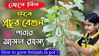 টবে প্রচুর বেগুন পাবার আসল রহস্য জেনে নিন ! How to grow brinjals in pot !