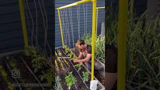 Vertical string trellising tomatoes