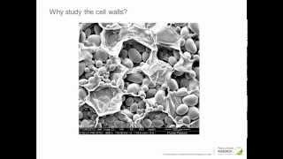 Potato cell wall structure and starch analyses in cultivars with different digestibilities