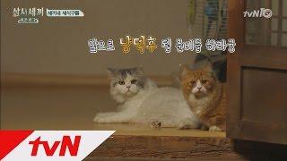 3bobfish 윤집사의 반려묘 몽이&쿵이를 소개한다냥~ 161014 EP.1