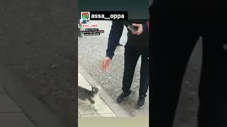 дагестанская кошка