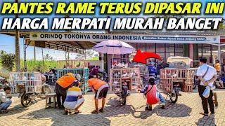 PANTES RAME TERUS‼️TERNYATA BURUNG MERPATI ENDEMIK DIPASAR INI MURAH BANGET #GREBEK_PASAR