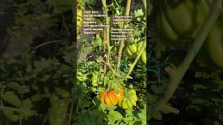А Вы знали что можно получить быструю рассаду с пасынков? #томаты #помидоры #огородспб