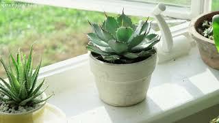 Agave  Plant Care & Growing Guide