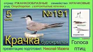 Крачка бурокрылая. 5 часть. Голоса птиц