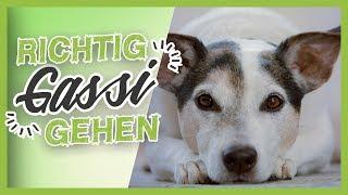 Hund RICHTIG beschäftigen – Wie du Spaziergänge spannend gestaltest