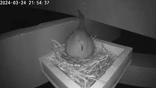 Arizona Mourning Dove Live Nest