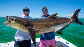 GIANT Cobia in America's BEST Fishing Spot ! Catch Clean Cook (Sight Fishing Cobia)
