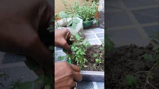 How to Grow Your Winter Vegetables  #shorts #gardening #youtube #organic #plants