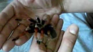 Brachypelma Boehmei High Rez