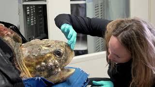 200-Pound Sea Turtle Rescued  - Kirby the Loggerhead