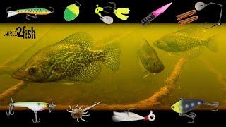 6 Proven Panfish Setups You Need to Use | UNDERWATER Footage