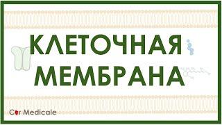 Клеточная мембрана: холестерин, белки-транспортеры, гликопротеины, гликолипиды