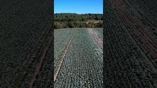 DJI drone - село Мидяшкино #shorts