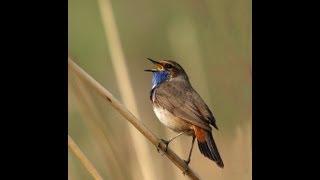 De Blauwborst/ Bluetroat singing