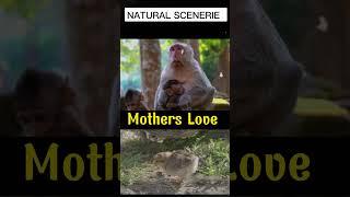 Mothers Love #animals #lovebirds #srilanka #lovebirds #tiktok #video #videos #india #cat #mother