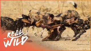 The Most Successful Hunter In Africa | Wild Dogs Documentary | Real Wild
