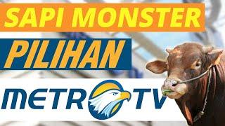 SAPI MONSTER PILIHAN METRO TV