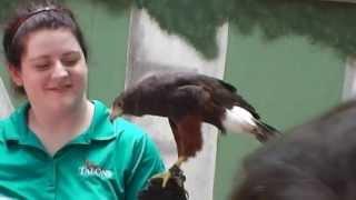 Carolina Raptor Center_Harris's Hawks 6-29-13