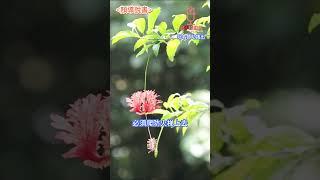 《我是個長不大的孩子》