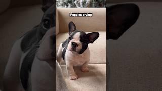 Puppies crying compilation - saddest French Bulldog puppies  #shorts #puppy #dogs #pets  #viral