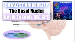 Basal Nuclei | Direct & Indirect Pathways EXPLAINED [+ Review of Basal Nuclei Anatomy]