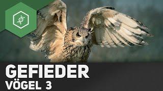 Vögel - Aufbau Gefieder / Vogelfedern