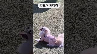 기다려대회에 출전한 강아지 #chihuahua #장모치와와 #둥이